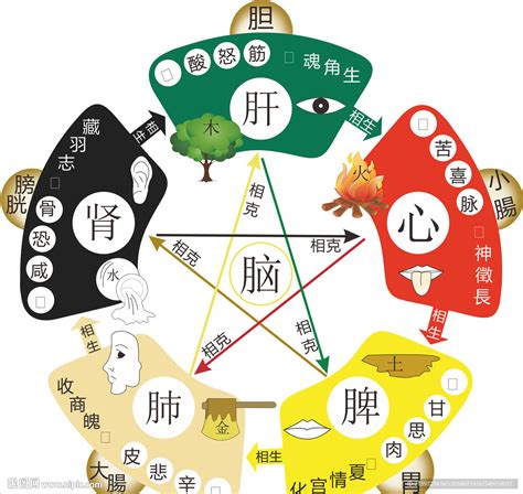 五情 五行|中醫知識 